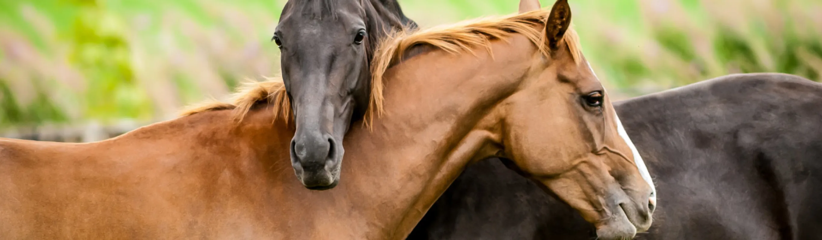 Two Horses embracing in a grassy field
